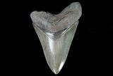 Serrated, Fossil Megalodon Tooth - Georgia #108855-1